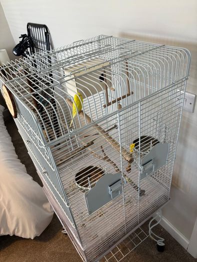 Bird cage for sale