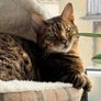 Cat Cave Image 5