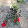 mature plant bundle Image 3