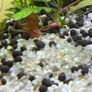 ramshorn snails Image 2