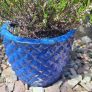 Heather Plant in Decorative Blue Pineapple Texture Pot Image 4
