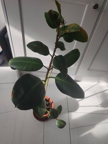The Rubber fig