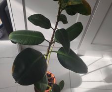 The Rubber fig