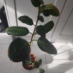 The Rubber fig