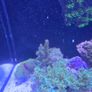 Red sea reefer g2 250 xxl Image 5