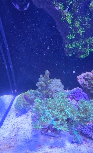Red sea reefer g2 250 xxl