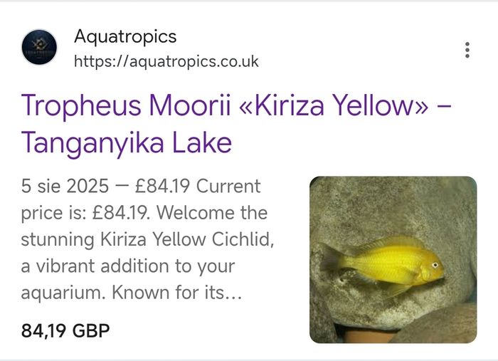 Tropheus Golden Kiriza
