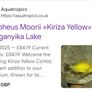 Tropheus Golden Kiriza Image 2