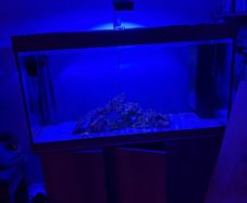 Juwel 350 with stand