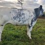 Special entry @ Macroom mart on Saturday 3rd Oct. Image 2