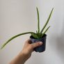 Aloe plant Image 4
