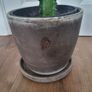 Euphorbia Trigona Rubra cactus succulent in terracotta pot Image 4
