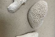 Coral Natural lot of three