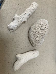 Coral Natural lot of three