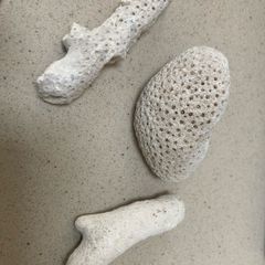 Coral Natural lot of three