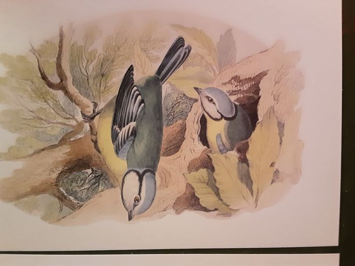 Nice selection of animal and bird print's