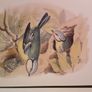 Nice selection of animal and bird print's Image 9