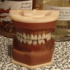 Vintage dental typodont teaching model used teach oral anatomy.