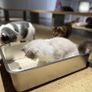 Stainless Steel Cat Litter Box, Large Metal Litter Tray for Cats Rabbits, Never Absorb Odors, Stain Free, Rustproof, Non Stick Smooth Surface Image 7