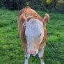 PBR Simmental heifer Image 4