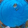 dog tunnel Image 2