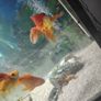fish and pleco Image 2