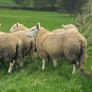 Cheviot Ram Lambs Image 2