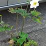 White Japanese Anemone Image 2