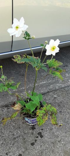 White Japanese Anemone