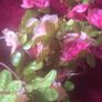 Selection 1 - 2 x  Pink and Peach  Fake Artificial Flowers  Rose  Garland, approx 2.5m long each Wedding Arch Image 4