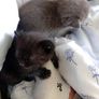 Kittens Image 8