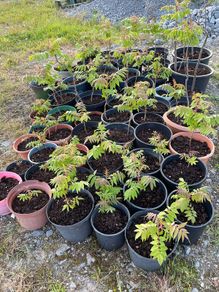 Rhus typhina / Staghorn