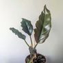 Philodendron choco Empress Plant Image 4