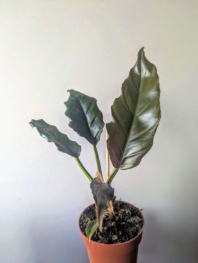 Philodendron choco Empress Plant