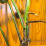 Monstera Albo Borsigiana #50 mature variegated plant Image 3
