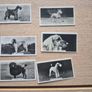 vintage cigarette cards from the "Champion Dogs" Image 3