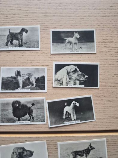 vintage cigarette cards from the "Champion Dogs"