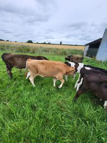 Strong Runners /weanlings