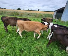 Strong Runners /weanlings