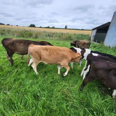 Strong Runners /weanlings