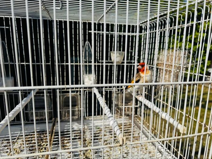 Serbian goldfinch