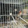 Serbian goldfinch Image 4