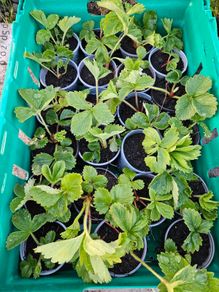 organic strawberry plants