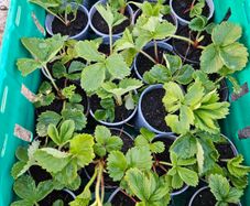 organic strawberry plants