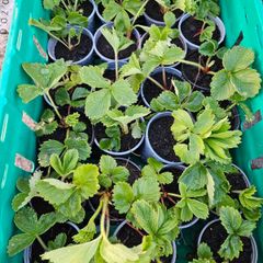 organic strawberry plants
