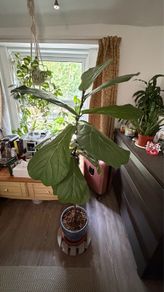 Ficus lyrata plant