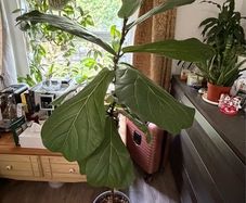 Ficus lyrata plant