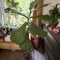 Ficus lyrata plant