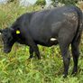 Breeding or beef Heifer Image 5