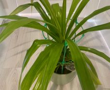 Flower with pot